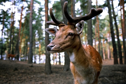 A Red Deer with Huge Antlers is Seen in Woodland 